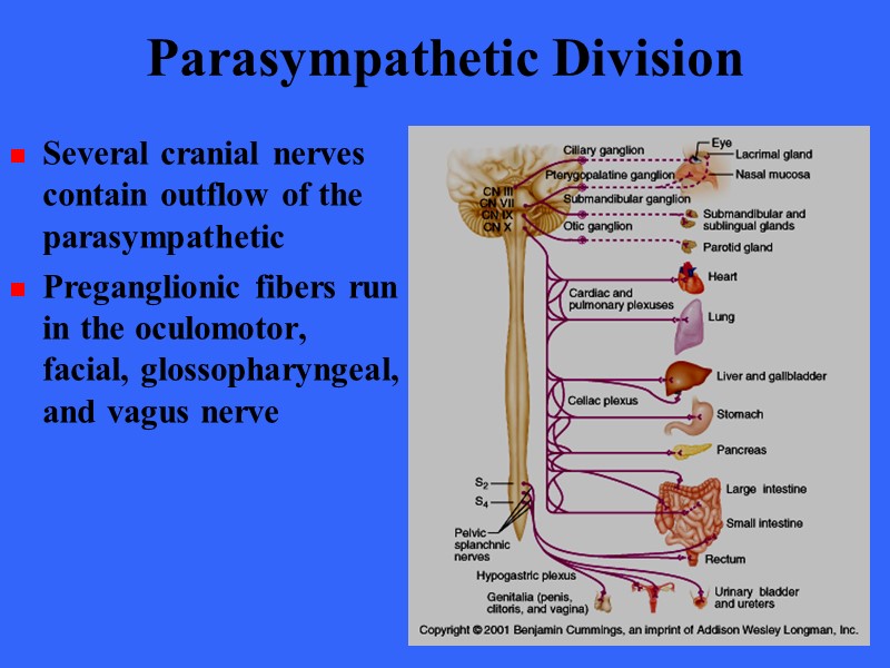 Parasympathetic Division Several cranial nerves contain outflow of the parasympathetic Preganglionic fibers run in